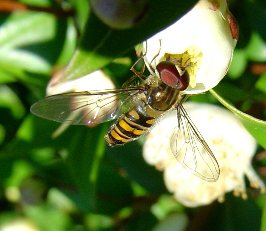 Syrphidae: Episyrphus balteatus